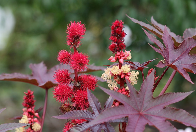 ricinus