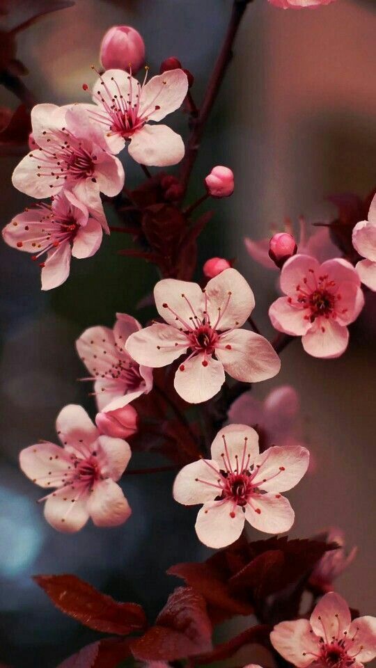 cseresznyevirág